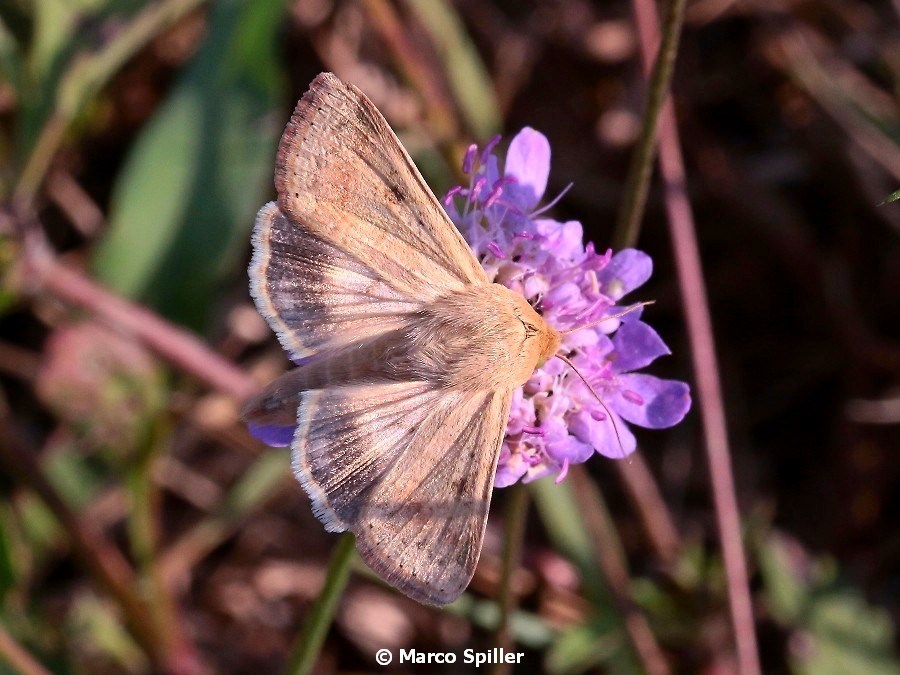 Falena da determinare - Heliothis peltigera, Noctuidae